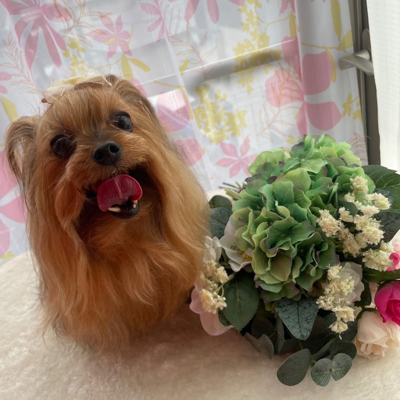 ワンちゃんに合ったシャンプー選び